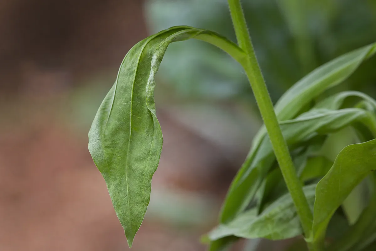 Close-up of Drooping Leaves on Zinnia - diagnostic detail