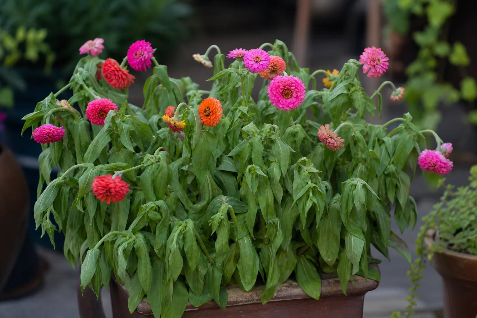 Drooping Leaves on Zinnia - visible symptom on the plant