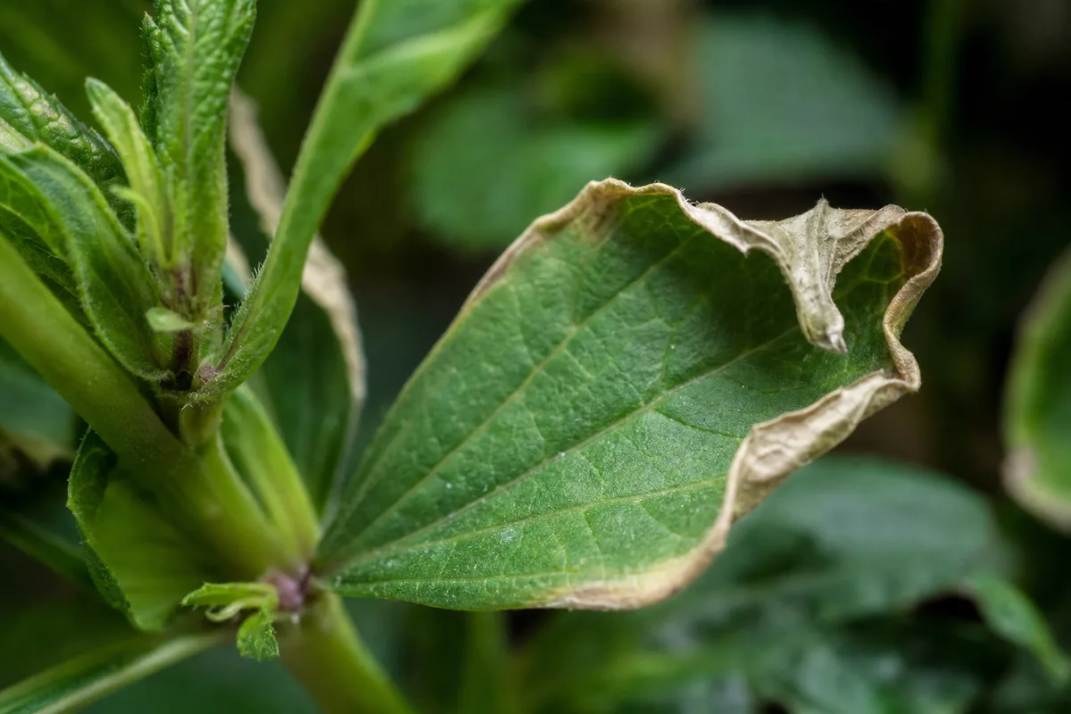 Close-up of Heat Stress on Zinnia - diagnostic detail