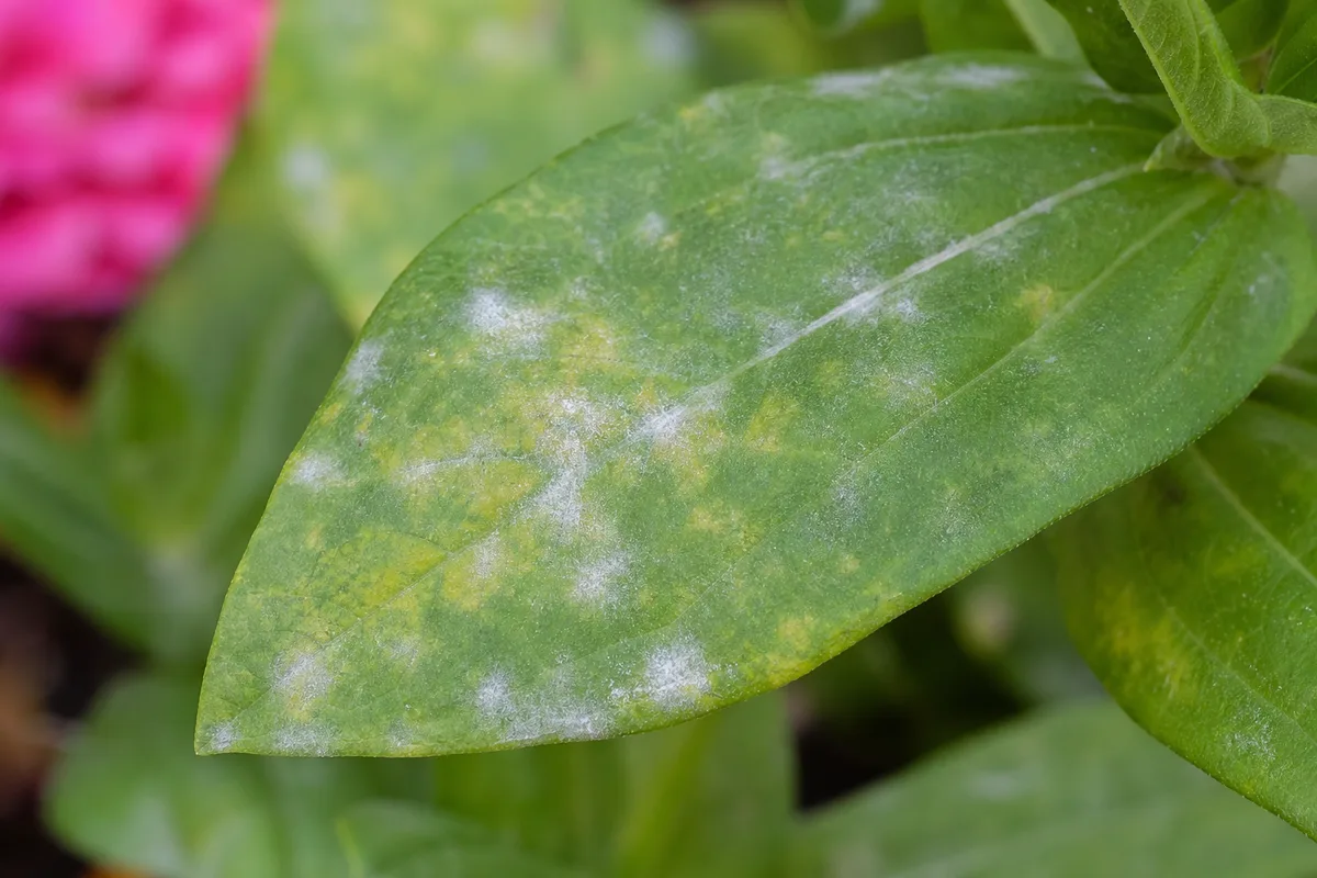 Close-up of High Humidity on Zinnia - diagnostic detail