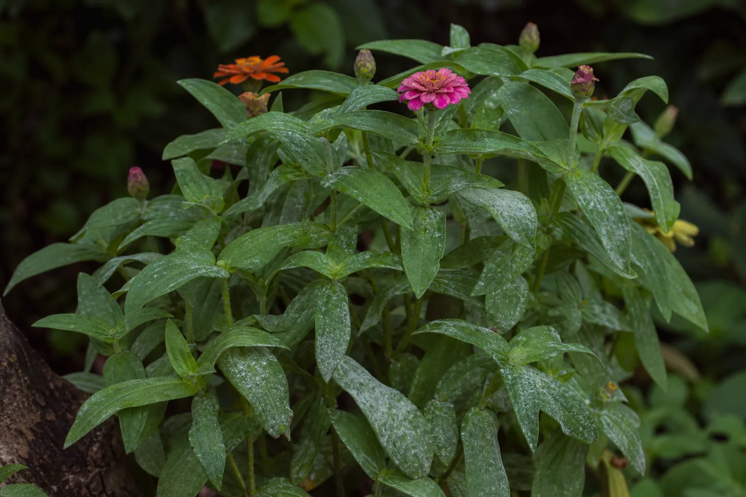 High Humidity on Zinnia - visible symptom on the plant