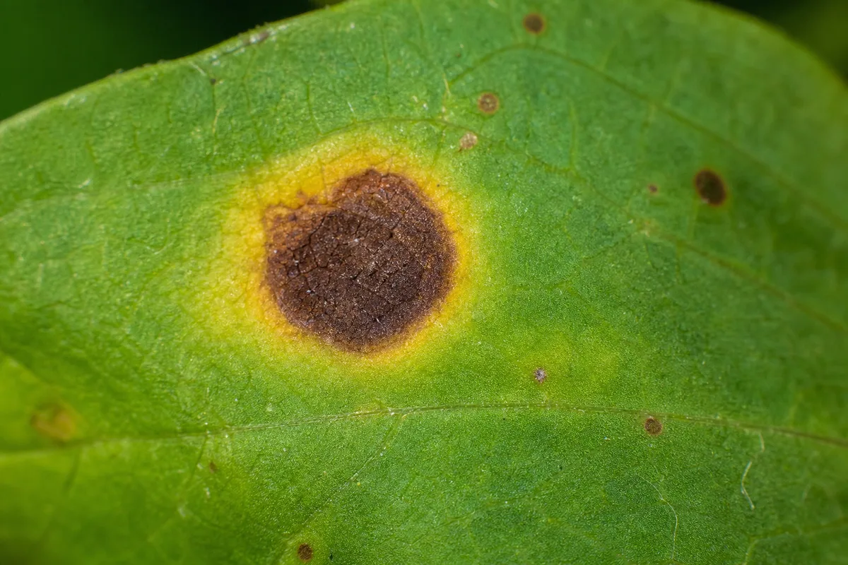 Close-up of Leaf Spot Disease on Zinnia - diagnostic detail