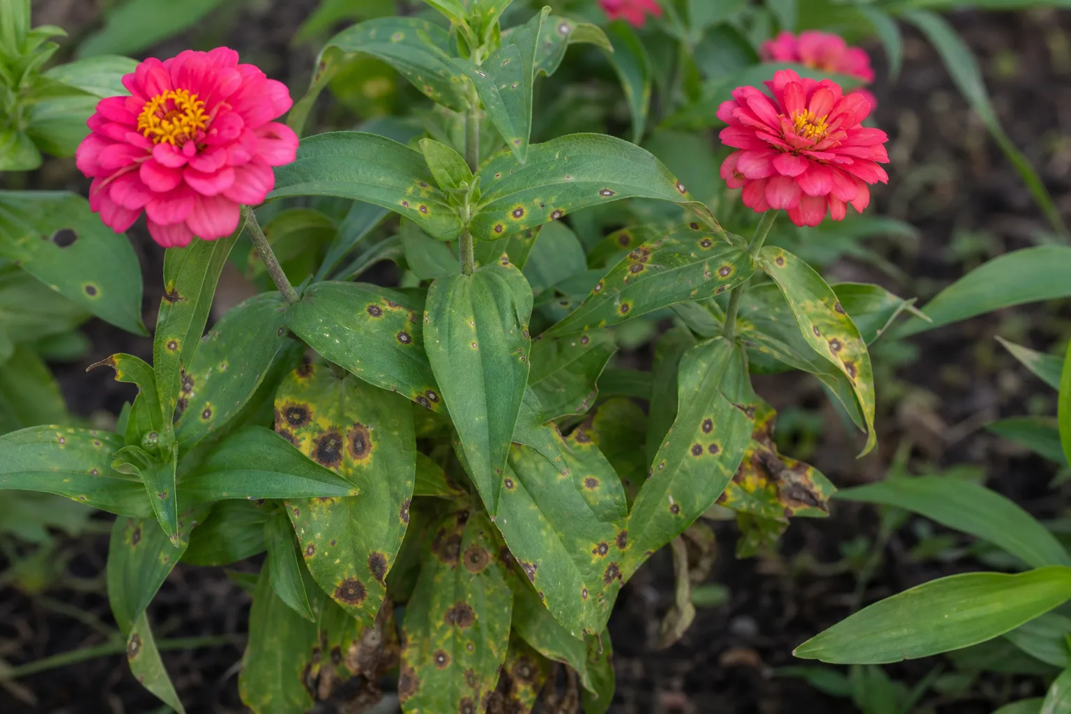 Leaf Spot Disease on Zinnia - visible symptom on the plant