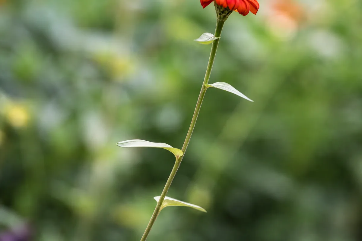 Close-up of Leggy Growth on Zinnia - diagnostic detail