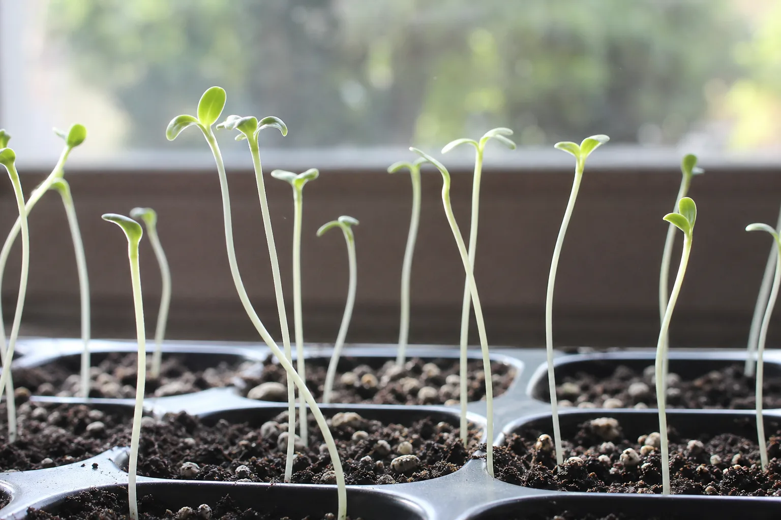 Leggy Seedlings on Zinnia - visible symptom on the plant