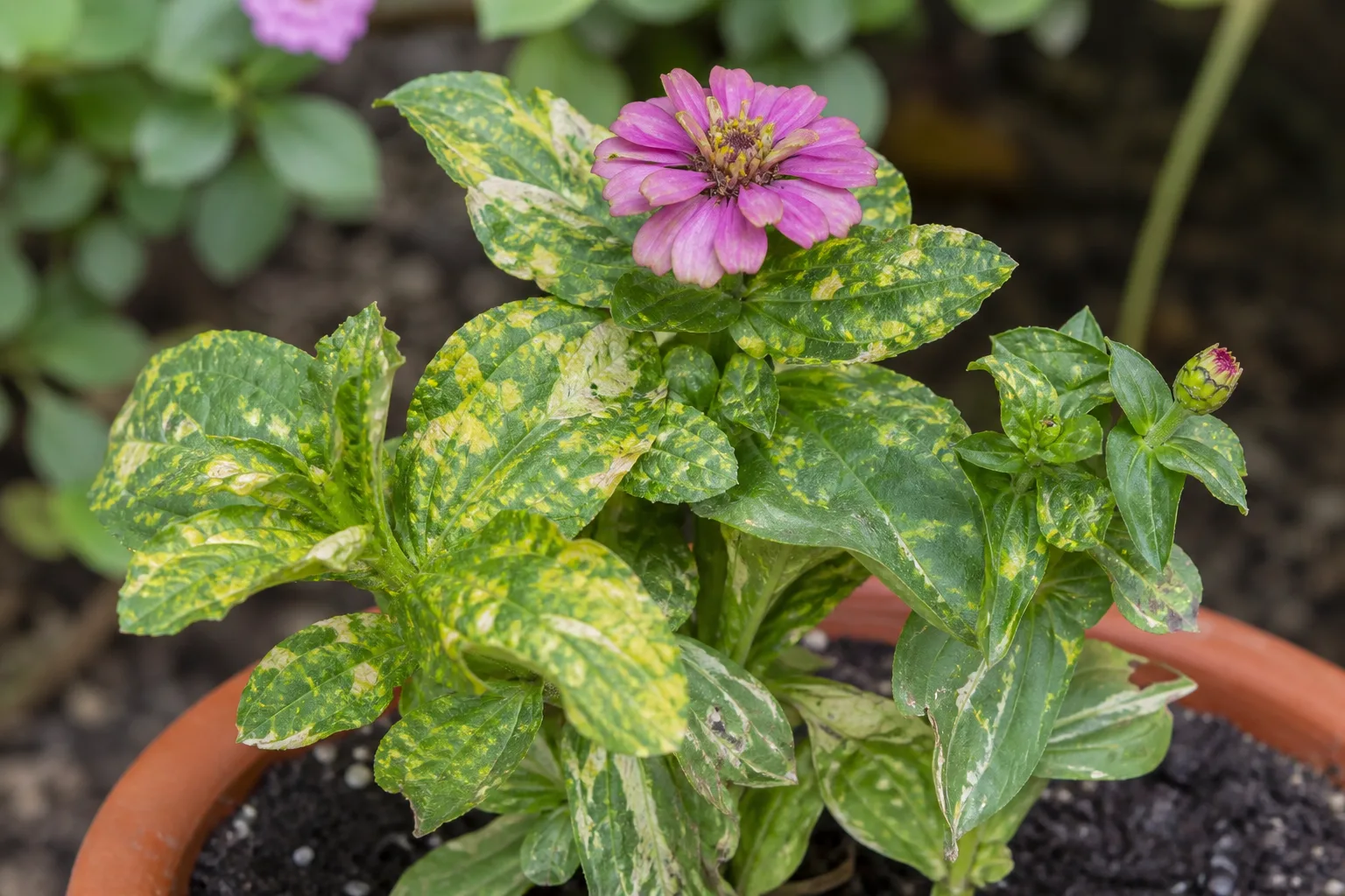 Mosaic Virus on Zinnia - visible symptom on the plant
