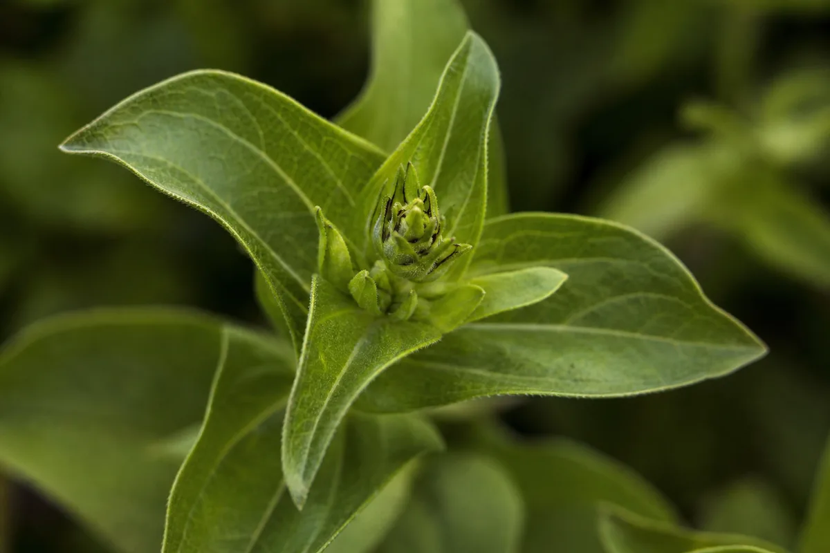 Close-up of No Flowers on Zinnia - diagnostic detail