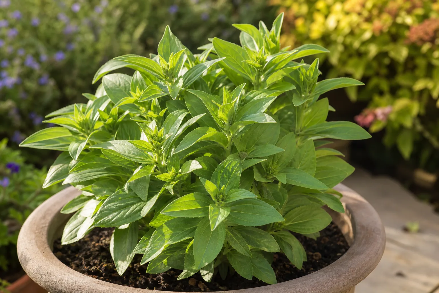 No Flowers on Zinnia - visible symptom on the plant