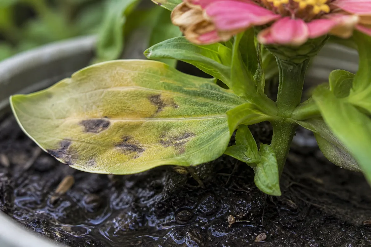 Close-up of Overwatering on Zinnia - diagnostic detail