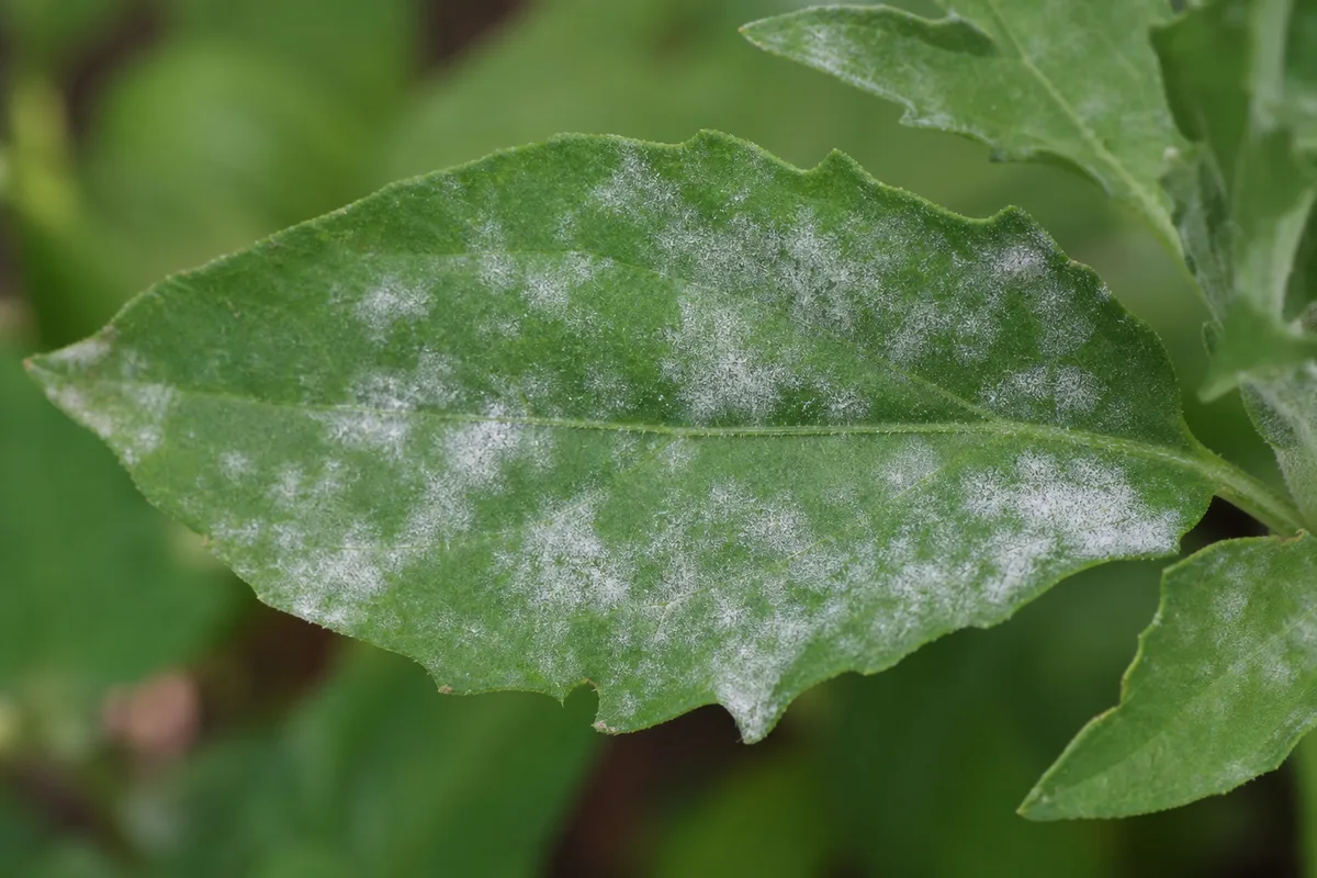 Close-up of Powdery Mildew on Zinnia - diagnostic detail
