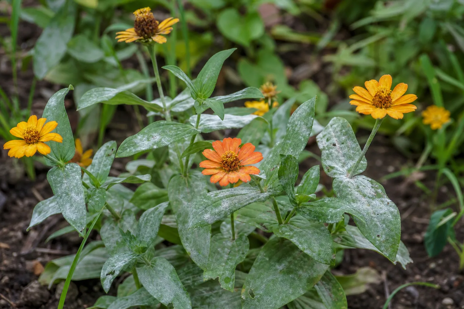 Powdery Mildew on Zinnia - visible symptom on the plant