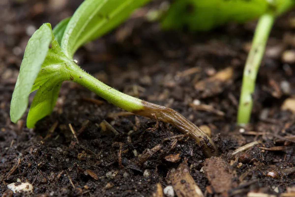 Close-up of Seedlings Falling Over on Zinnia - diagnostic detail