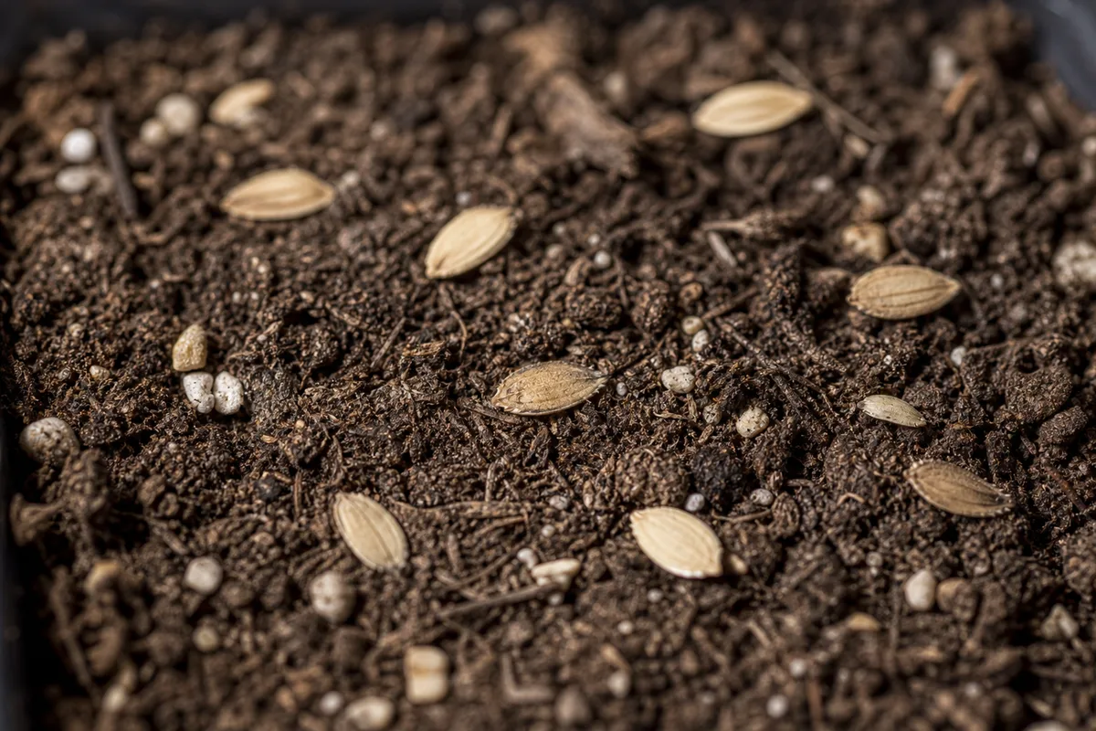 Close-up of Seeds Not Germinating on Zinnia - diagnostic detail