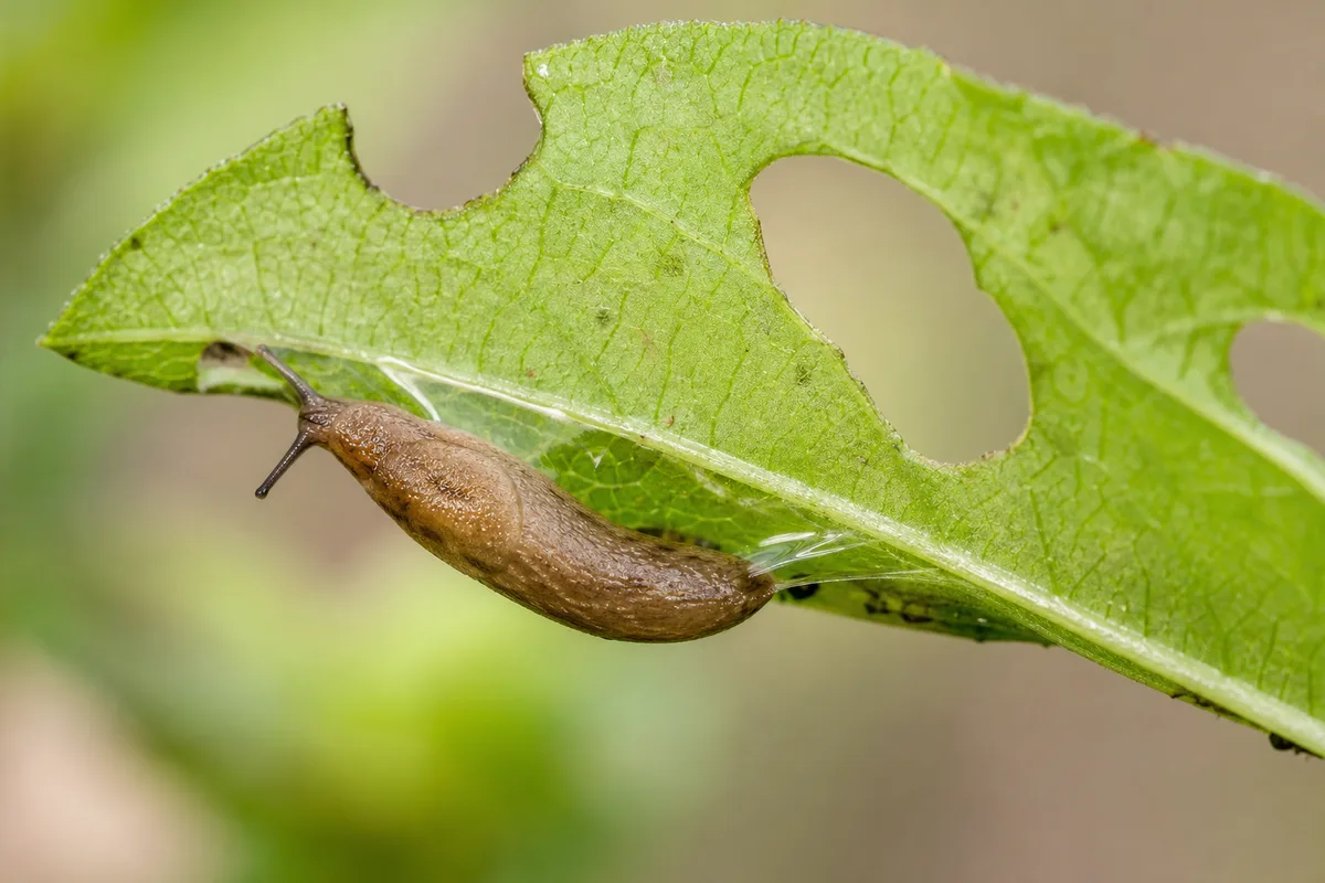 Close-up of Slugs and Snails on Zinnia - diagnostic detail