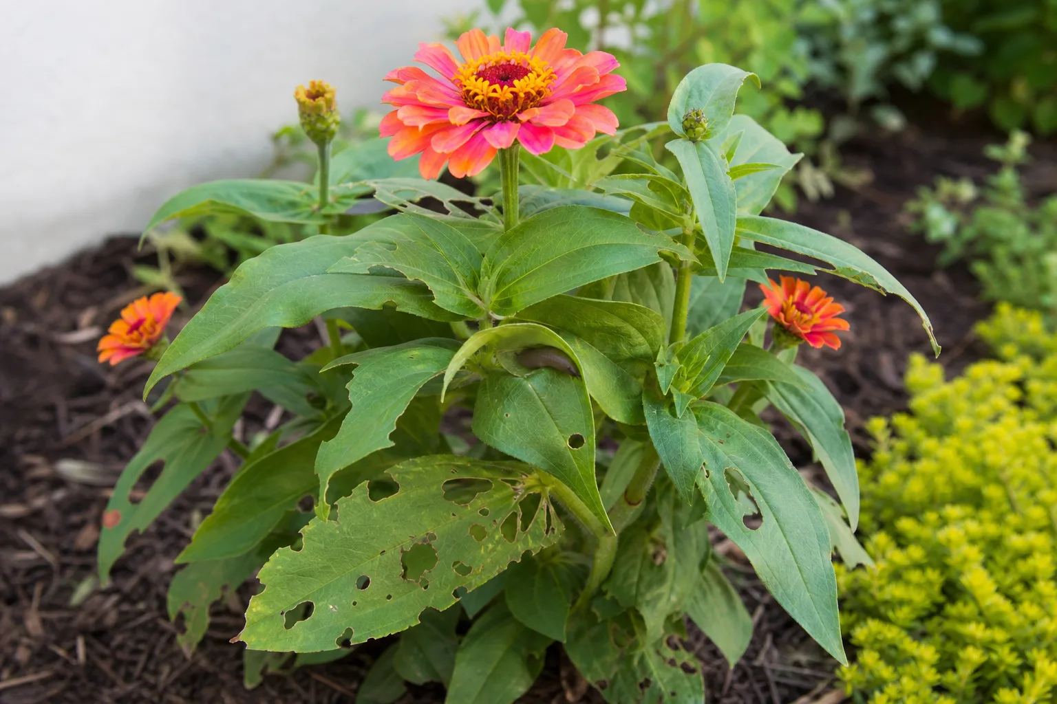Slugs and Snails on Zinnia - visible symptom on the plant