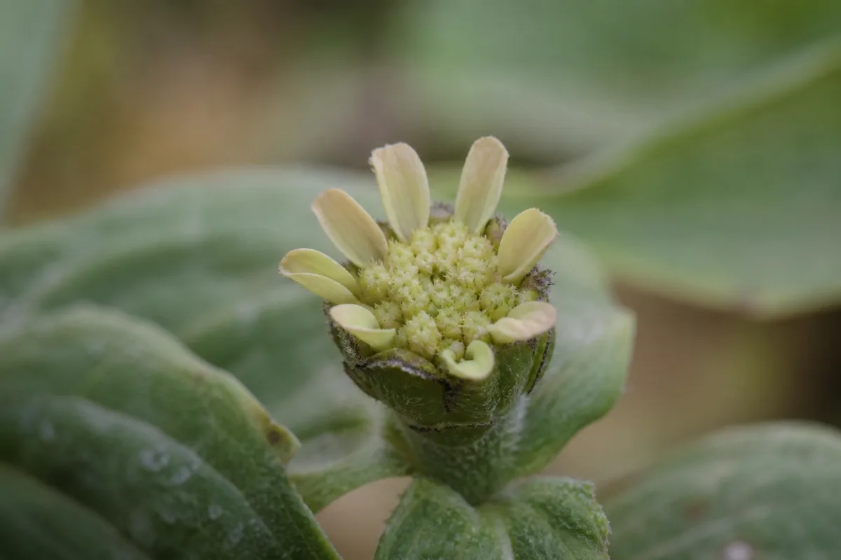 Close-up of Small Flowers on Zinnia - diagnostic detail