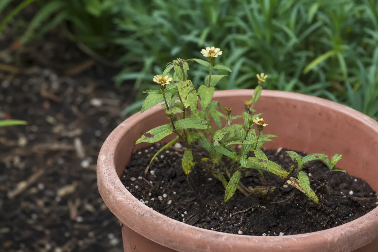Small Flowers on Zinnia - visible symptom on the plant