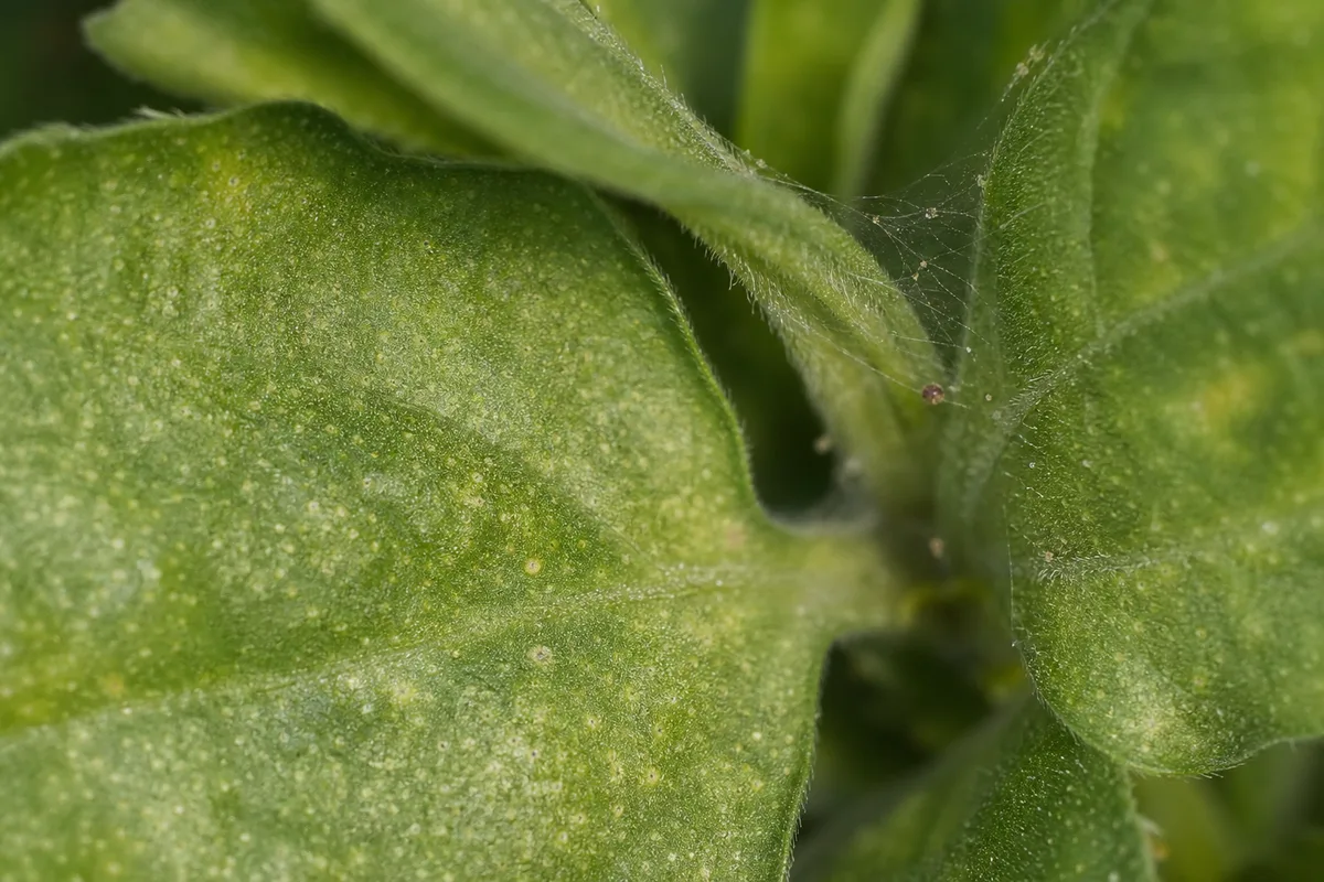 Close-up of Spider Mites on Zinnia - diagnostic detail