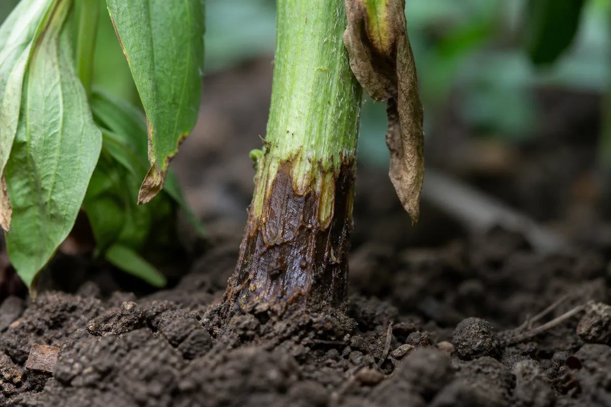 Close-up of Stem Rot on Zinnia - diagnostic detail