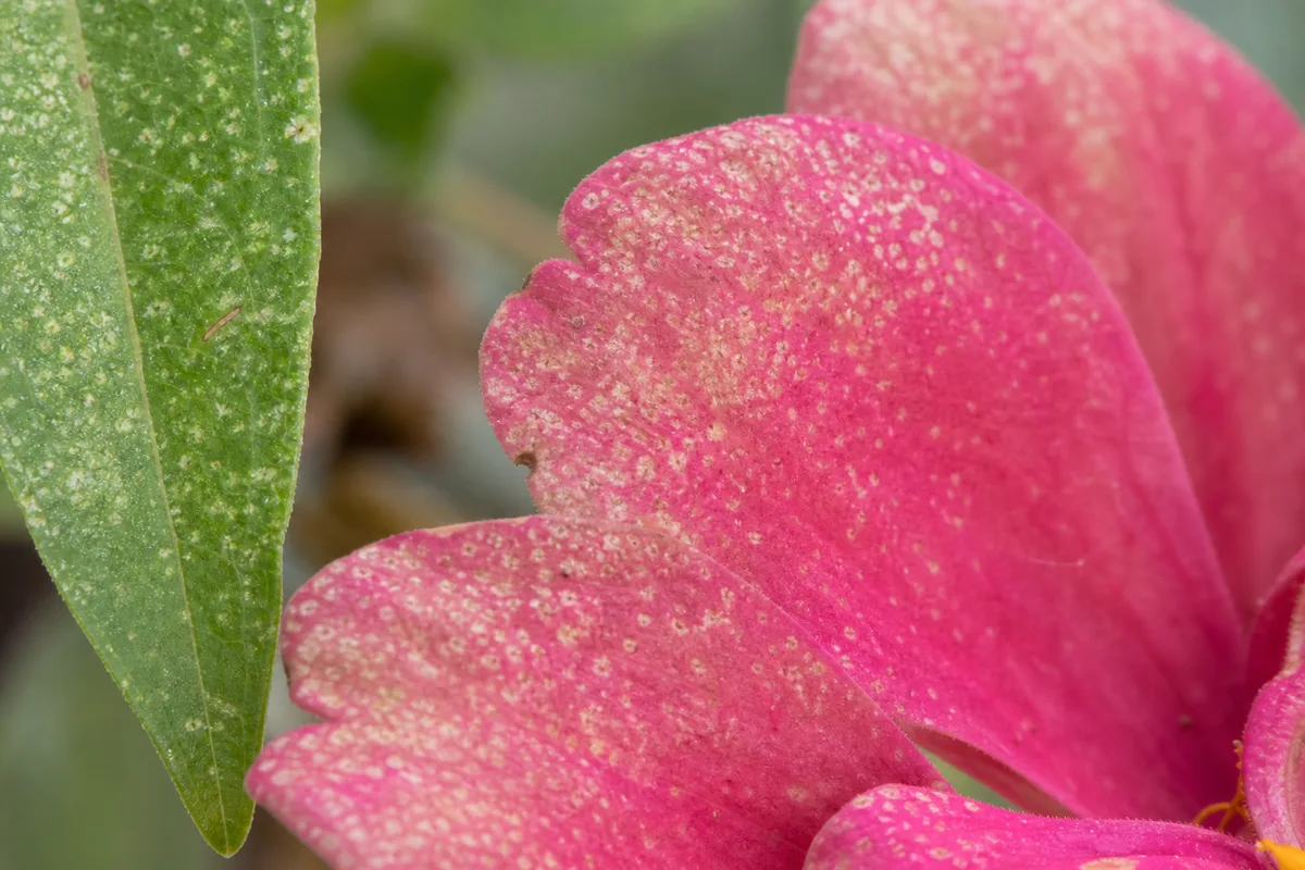Close-up of Thrips on Zinnia - diagnostic detail