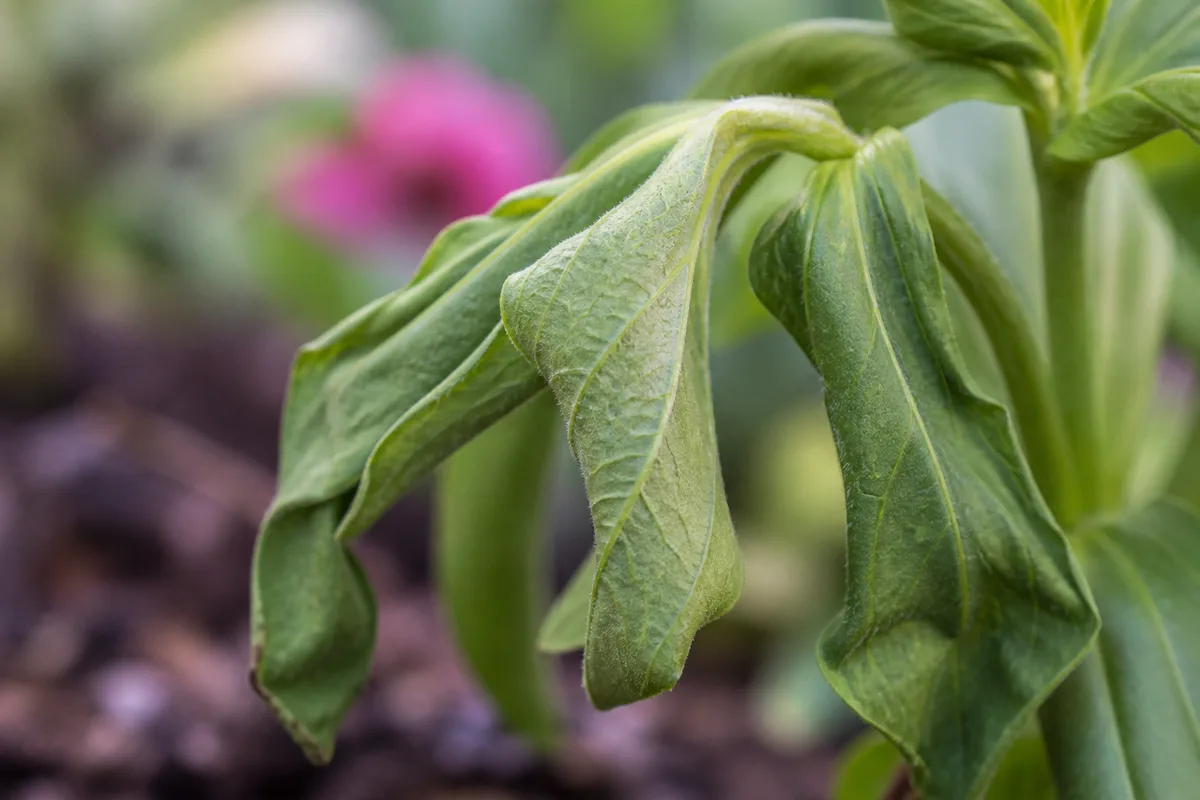 Close-up of Transplant Shock on Zinnia - diagnostic detail