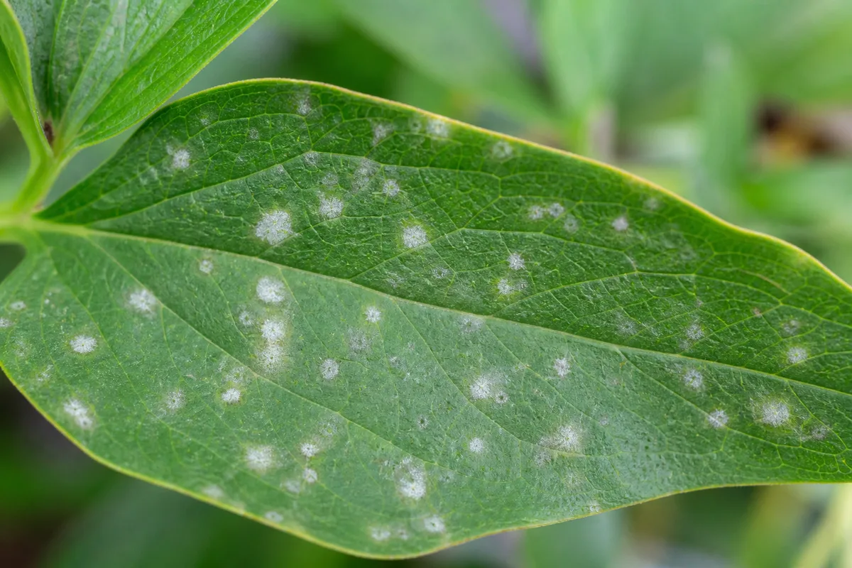 Close-up of White Spots on Zinnia - diagnostic detail