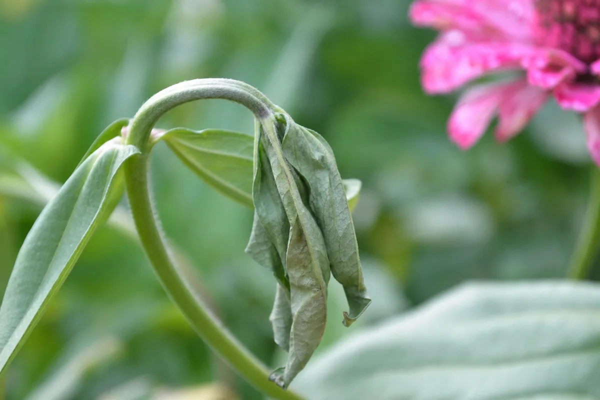 Close-up of Wilting on Zinnia - diagnostic detail