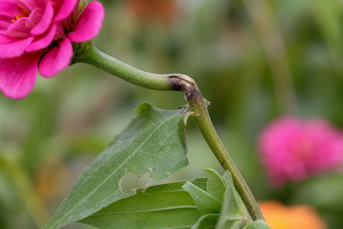 Close-up of Wind Damage on Zinnia - diagnostic detail