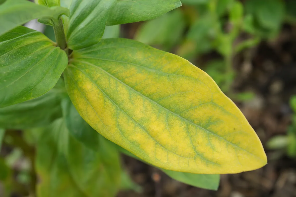 Close-up of Yellow Leaves on Zinnia - diagnostic detail