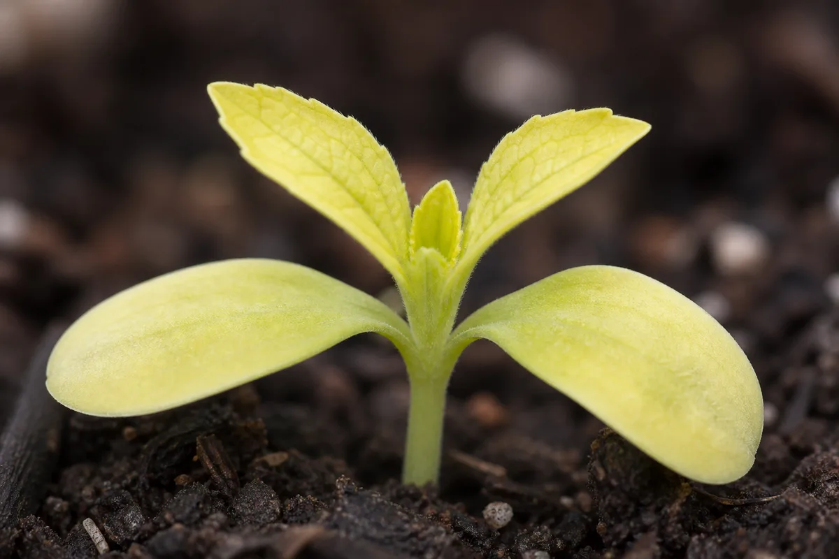 Close-up of Yellow Seedlings on Zinnia - diagnostic detail