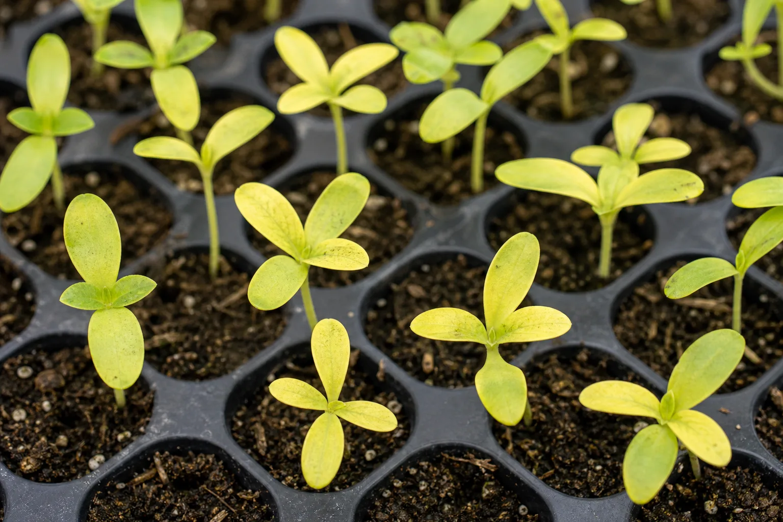 Yellow Seedlings on Zinnia - visible symptom on the plant