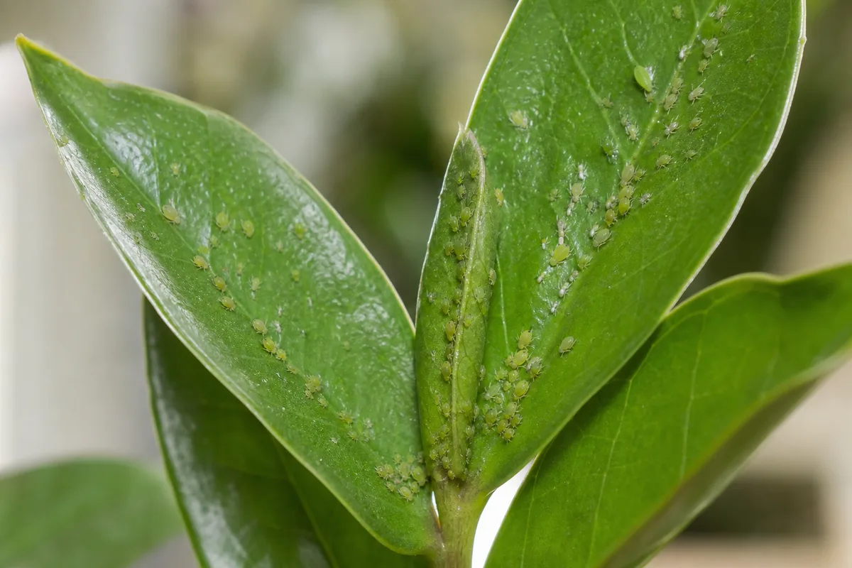 Close-up of Aphids on ZZ Plant - diagnostic detail