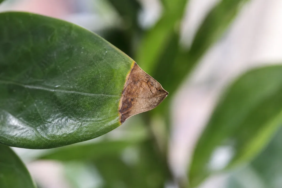 Close-up of Brown Tips on ZZ Plant - diagnostic detail