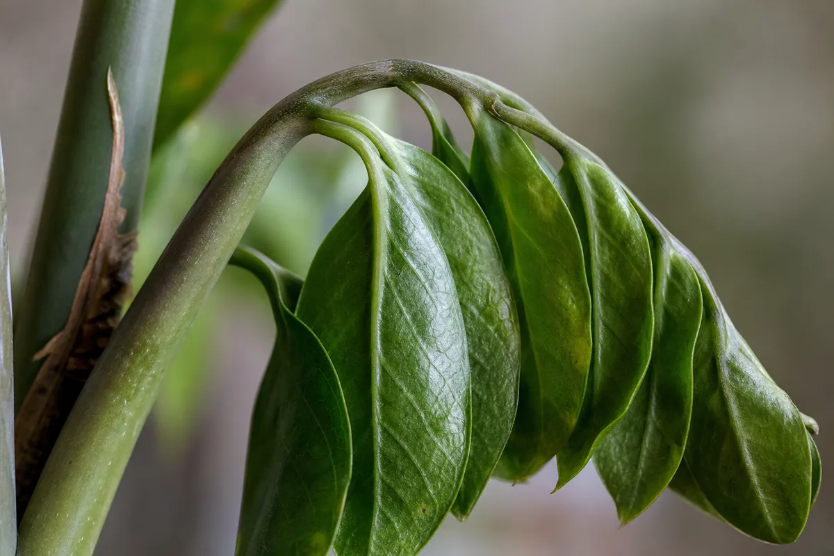Close-up of Drooping Leaves on ZZ Plant - diagnostic detail