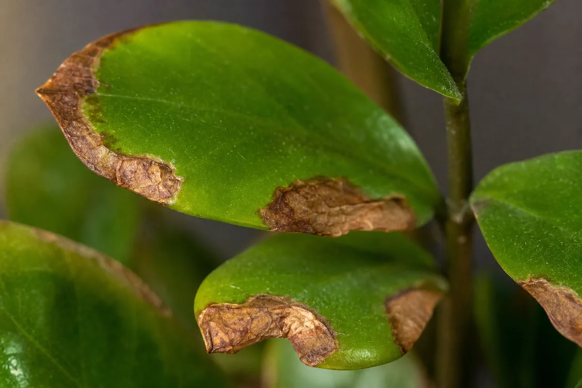 Close-up of Fertilizer Burn on ZZ Plant - diagnostic detail