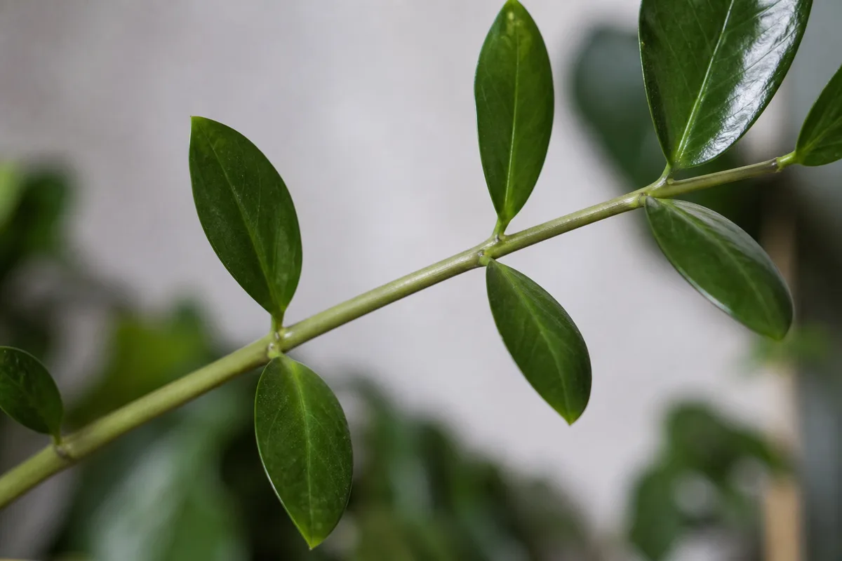 Close-up of Leggy Growth on ZZ Plant - diagnostic detail