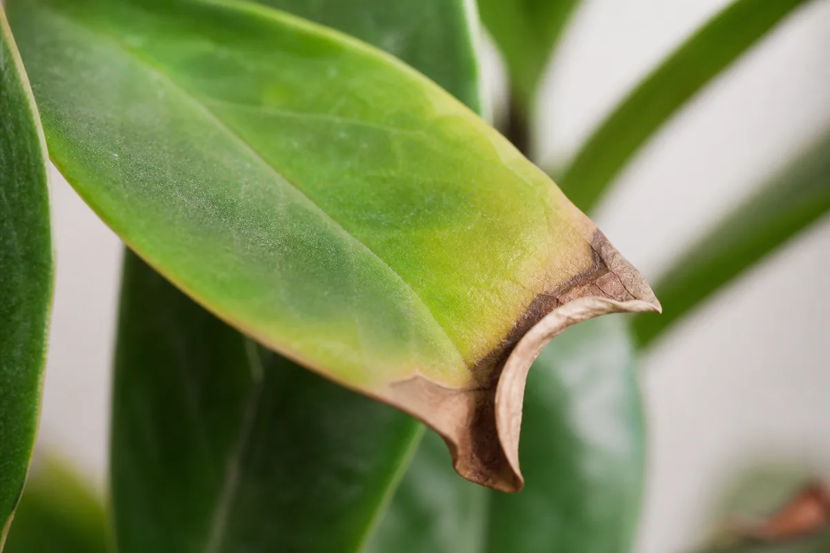 Close-up of Low Humidity on ZZ Plant - diagnostic detail