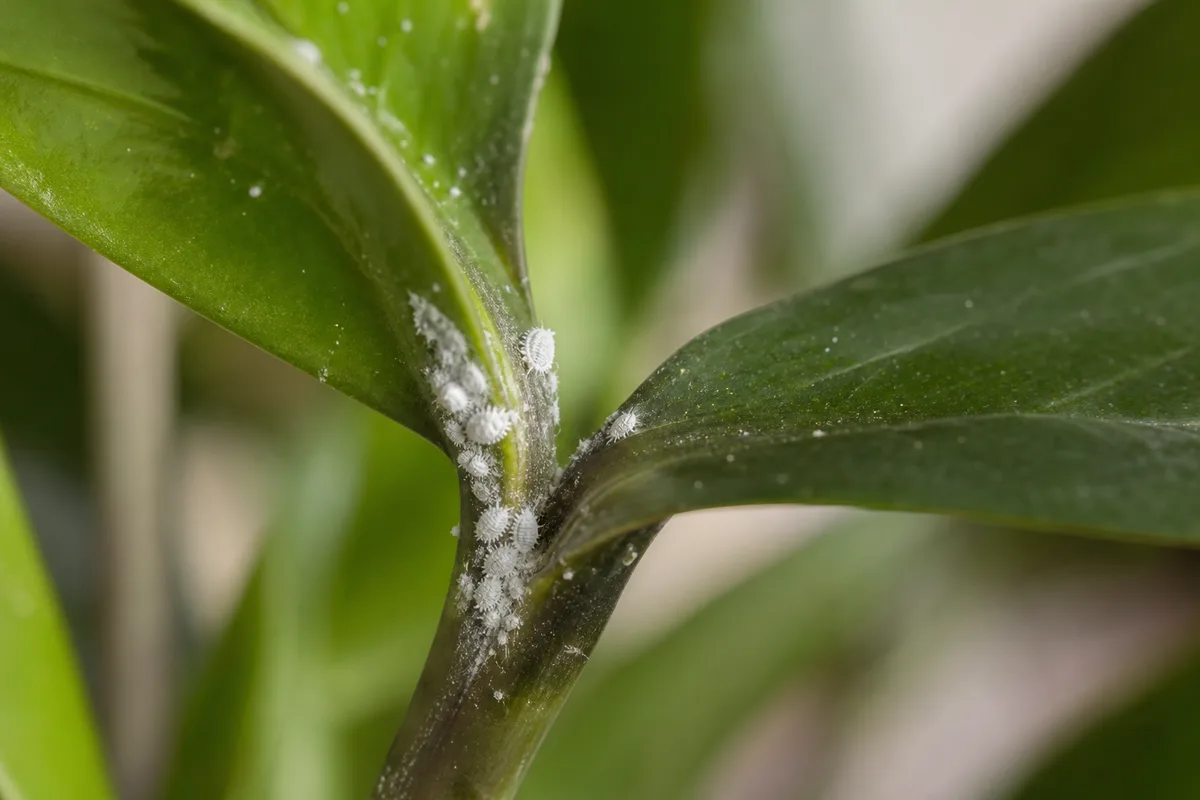 Close-up of Mealybugs on ZZ Plant - diagnostic detail