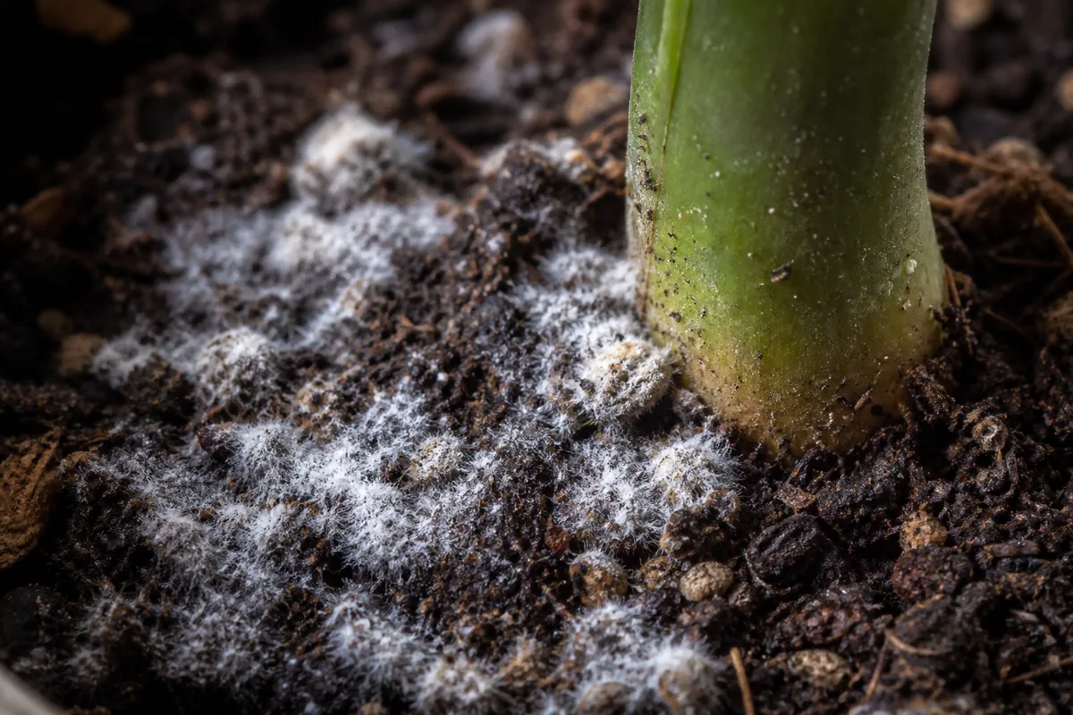 Close-up of Mold on Soil on ZZ Plant - diagnostic detail