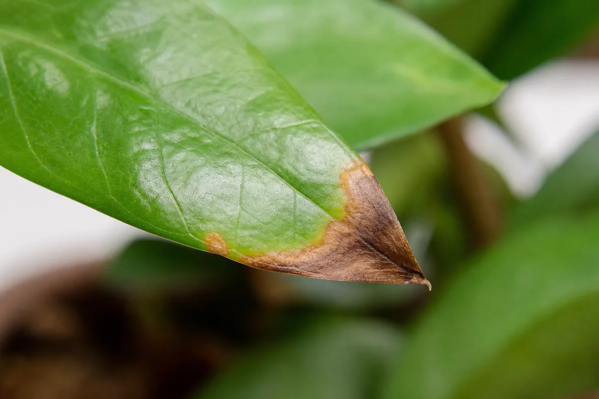 Close-up of Overfertilization on ZZ Plant - diagnostic detail