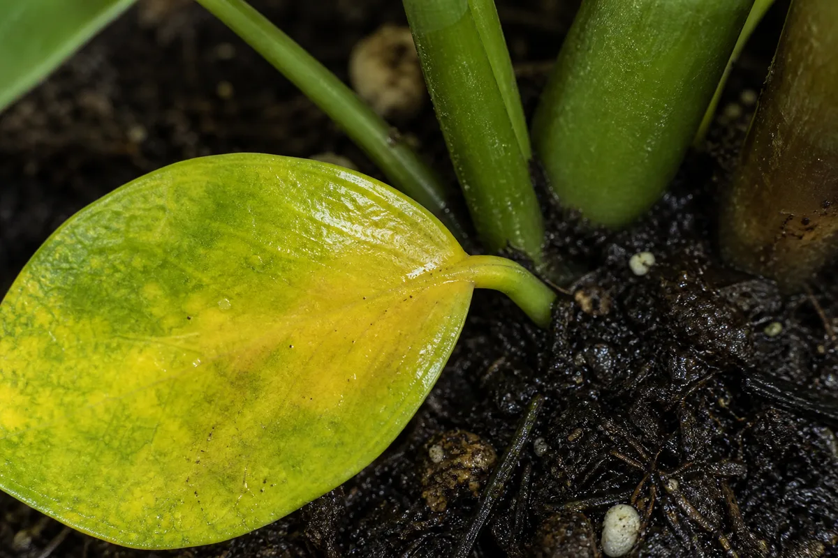 Close-up of Overwatering on ZZ Plant - diagnostic detail