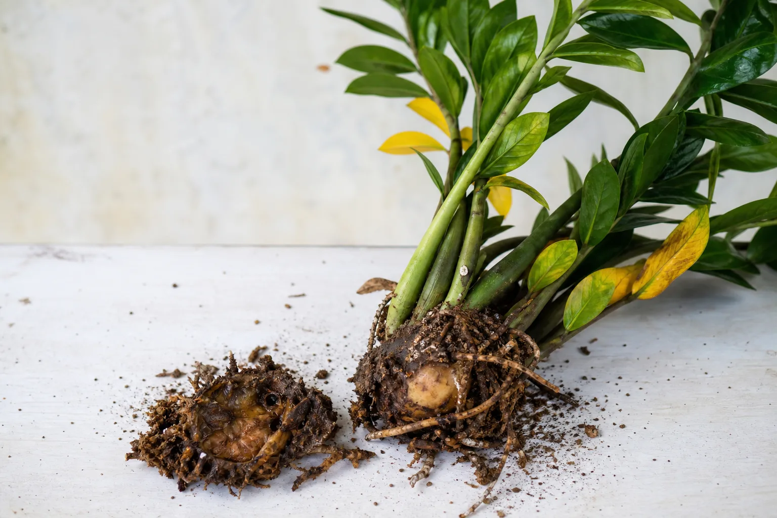 Root Rot on ZZ Plant - visible symptom on the plant