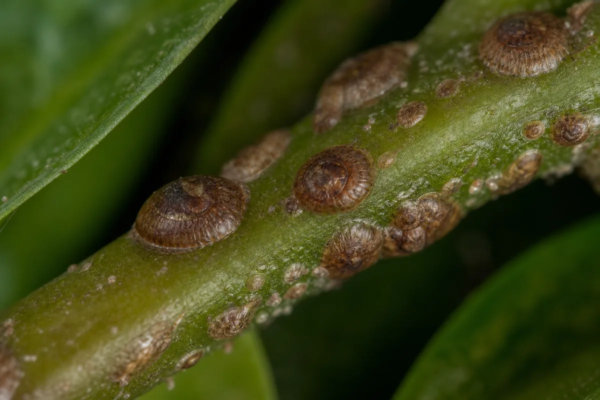 Close-up of Scale Insects on ZZ Plant - diagnostic detail