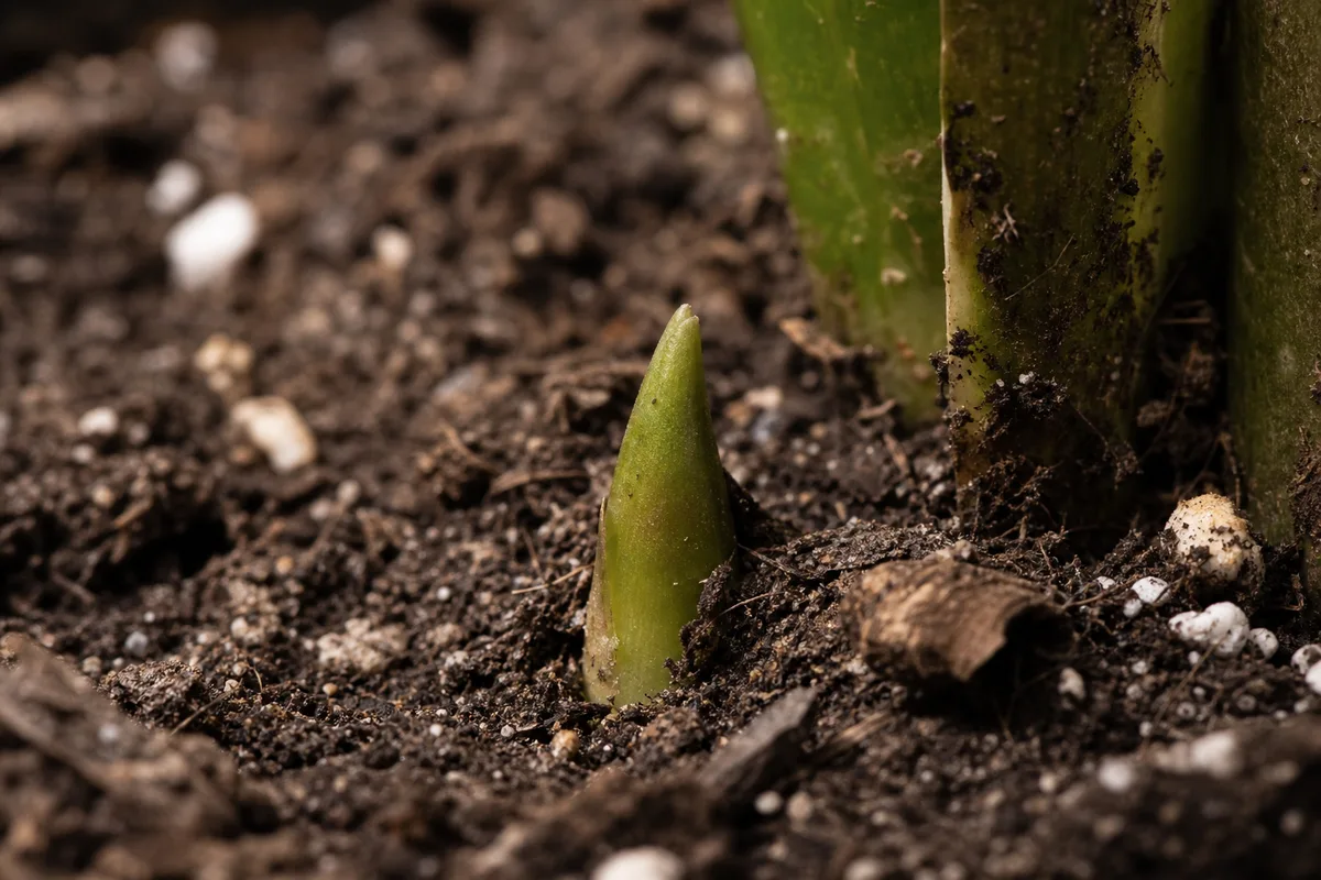 Close-up of Slow Growth on ZZ Plant - diagnostic detail