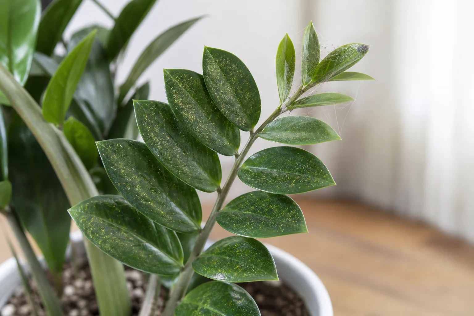 Spider Mites on ZZ Plant - visible symptom on the plant