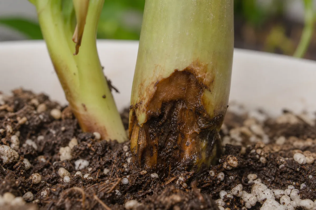 Close-up of Stem Rot on ZZ Plant - diagnostic detail
