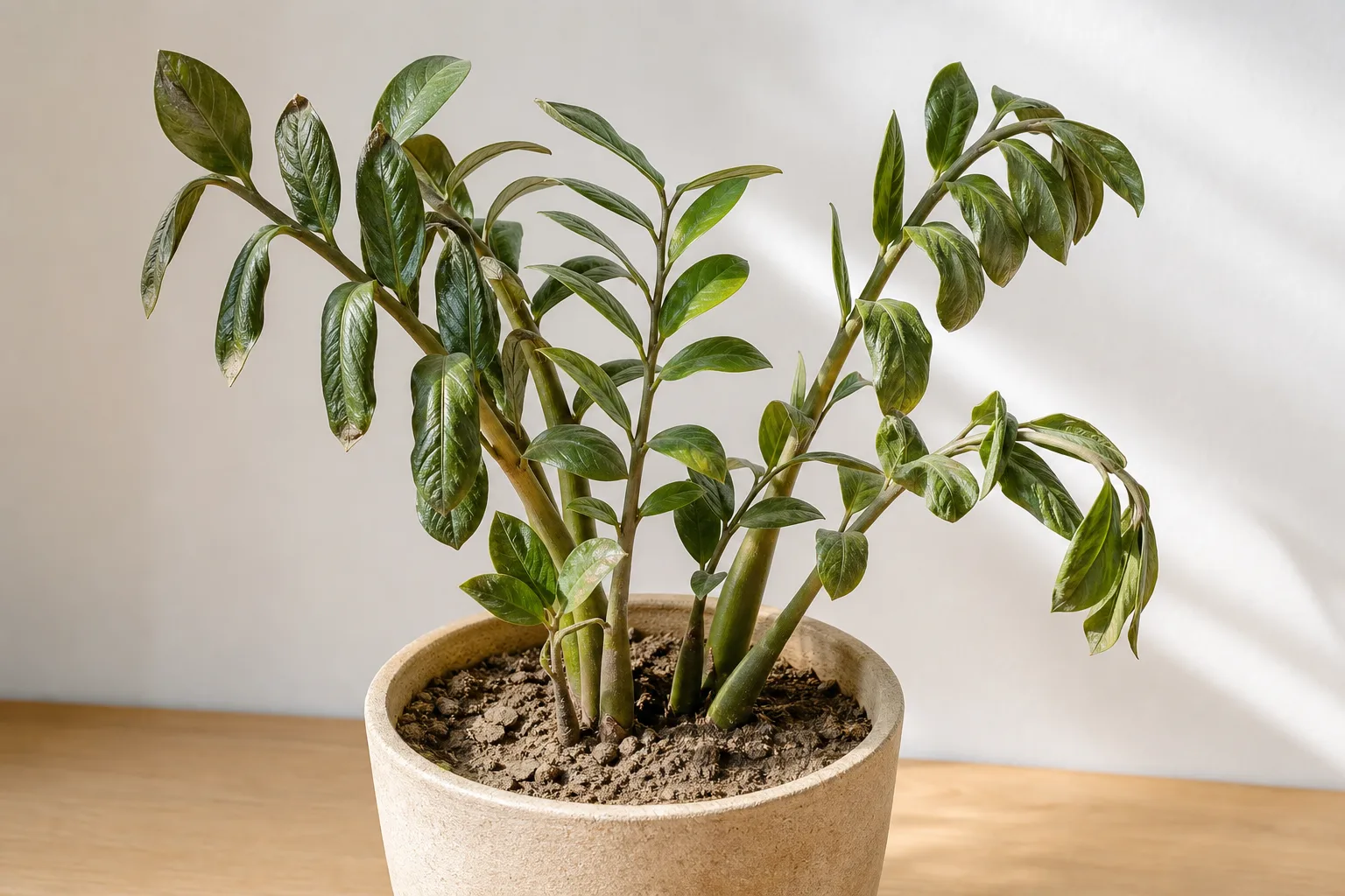 Underwatering on ZZ Plant - visible symptom on the plant