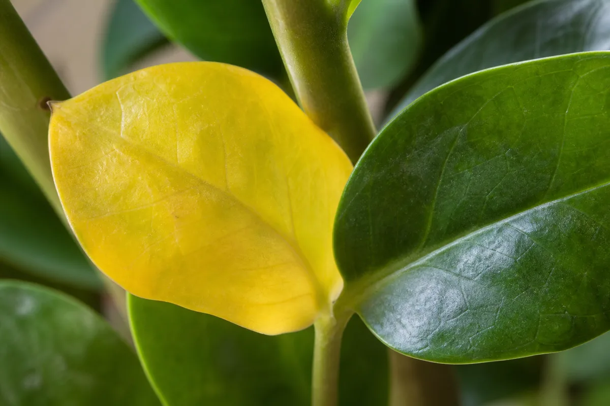 Close-up of Yellow Leaves on ZZ Plant - diagnostic detail