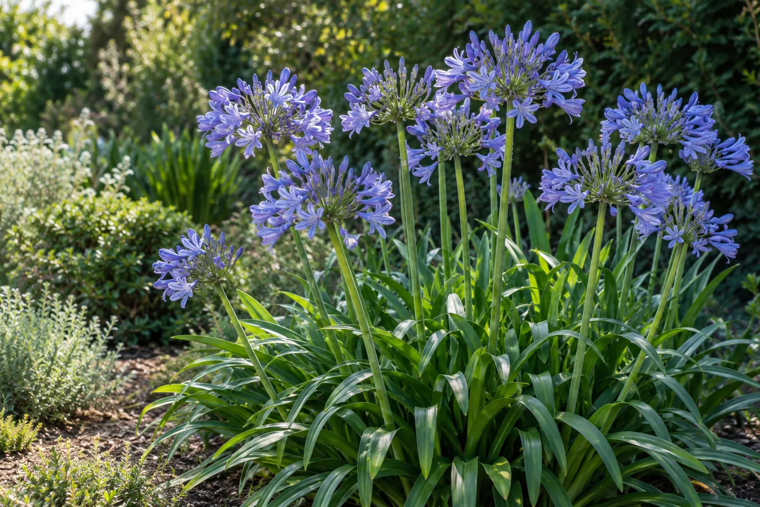 African lily flower clusters rise above strap-shaped leaves in a container planting.