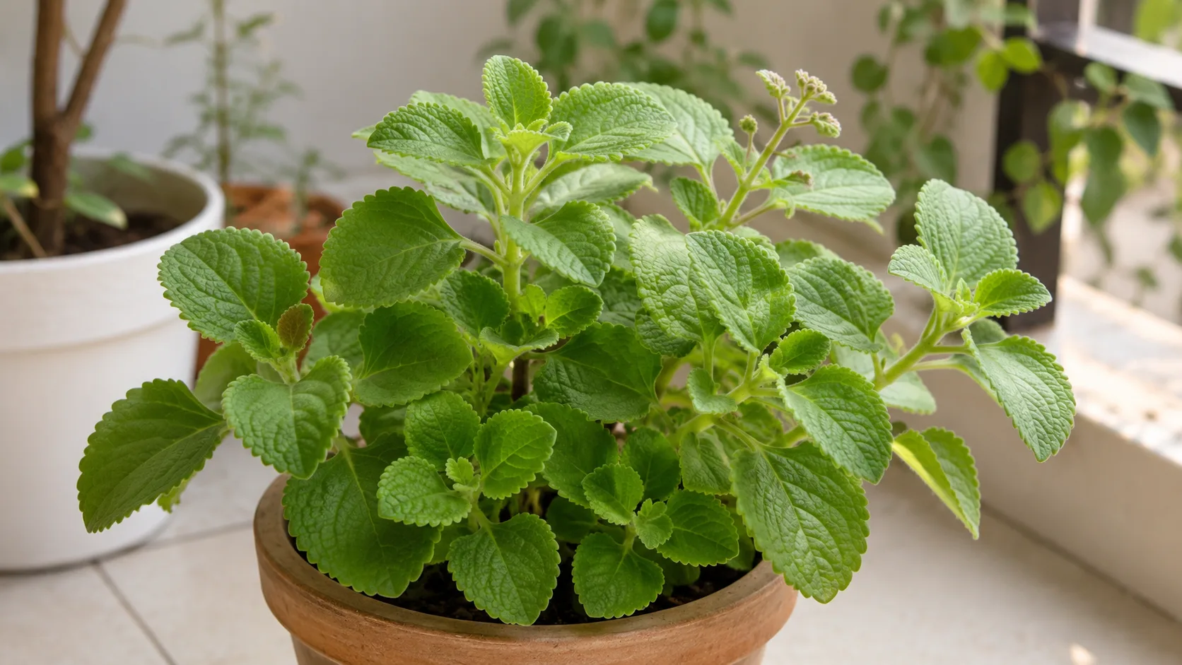 Ajwain Plant houseplant